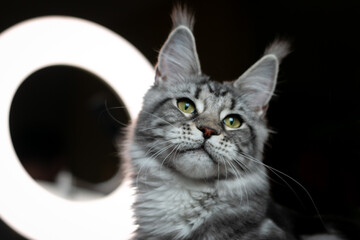Portrait of a young charming Maine Coon cat with tassels on her ears. Close-up. Beautiful long-haired Maine Coon cat.