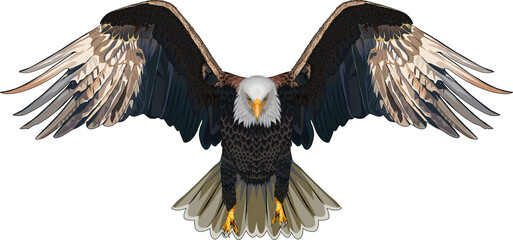 the bald eagle flapped its wings