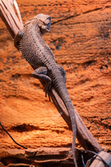 Captivate by australian reptiles in Malta