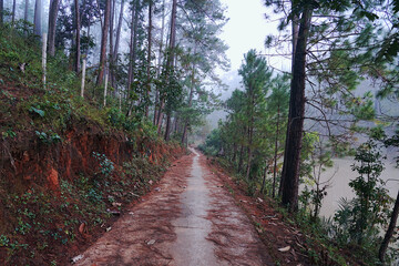 A forest path surrounded by pine trees and a lake on the side.