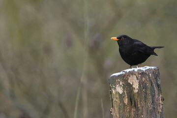 blackbird on a snow dusted tree stump