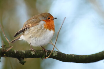 Robin on a branch