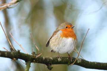 Robin on a branch