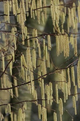 catkins on a tree
