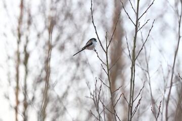 Long tailed tit in a tree