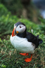 Adorable Atlantic Puffin bird living on the cliff of fjord by coastline in north atlantic ocean during summer at Borgarfjardarhofn, Iceland