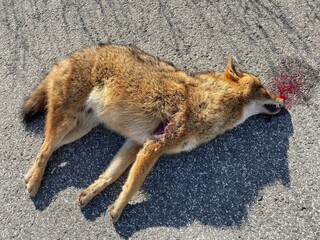 Fox Hit by Car Dead on Road