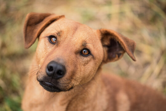 Closeup photo of a mongrel dog
