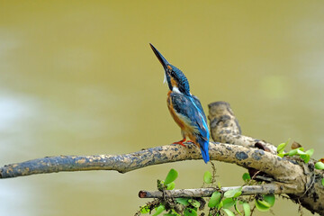 Common kingfisher © Riadi
