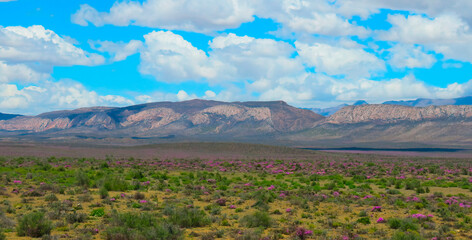 Spring flowers (Drosanthemum hispidum) below the Swartberg mountains,  between De Rust and Uniondale, Western Cape.