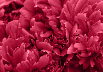 Magenta peony flower,close-up with selective focus and dark blurred background. Color Viva Magenta