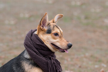 Naklejka na ściany i meble Dog in a scarf.Cute dog in a brown scarf on a cold autumn day.The concept of caring for pets.