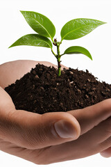 hands holding a plant, environmentally friendly, sustainability, 