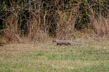 Cape gray mongoose (Galerella pulverulenta) is also known as the little gray poppy, is a small mammal country native to South Africa, Lesotho and southern Namibia.