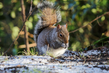 Naklejka na ściany i meble A stunning grey squirrel eating nuts in the forest after a heavy downfall of snow. This photograph was taken at Longton Nature Reserve in Preston, United Kingdom.