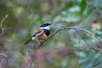 Cape batis (Batiscapensis) is one of the songbirds of Africa.
