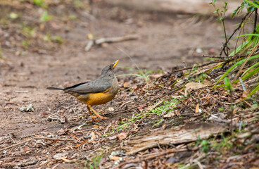 Olive thrush (Turdus olivaceus) is, in its range, one of the most common members of the thrush family. It is a bird of forest, but has locally adapted to parks and large gardens in suburban areas.