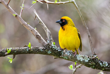 The southern masked weaver (Ploceus velatus), or African masked weaver, is a resident breeding bird species common throughout southern Africa.