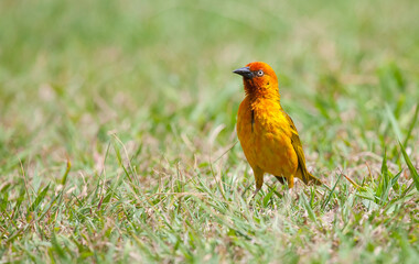 The Cape weaver (Ploceus capensis) is a species of bird in the weaver family, Ploceidae, found in southern Africa.