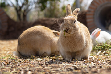 rabbit on the farm and sunshine