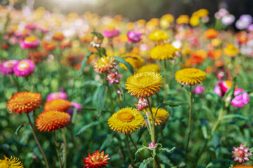 colorful straw flower with sunshine at park