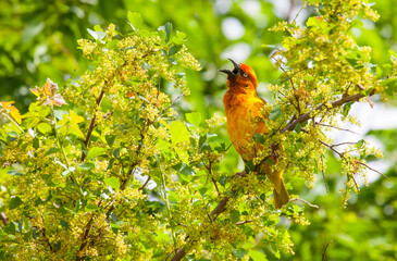 The Cape weaver (Ploceus capensis) is a species of bird in the weaver family, Ploceidae, found in southern Africa.
