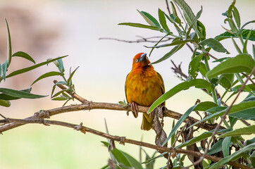 The Cape weaver (Ploceus capensis) is a species of bird in the weaver family, Ploceidae, found in southern Africa.