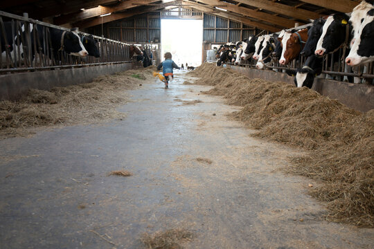 Child runs in cow shed, the Netherlands.