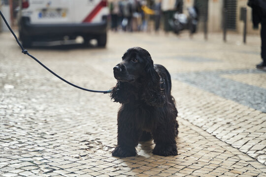 Black cute english spaniel on a leash. High quality photo