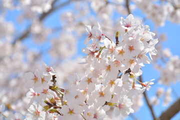 太陽に照らされる3月の桜