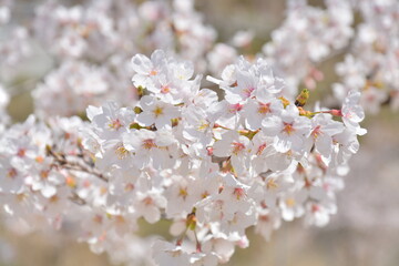 太陽に照らされる3月の桜