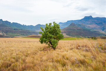 The Drakensberg mountains in South Africa have some of the world's most beautiful trails. People from many countries come here to trek.. Drakensberg mountains in South Africa offer a perfect view. 