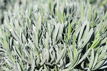 Common lavender leaves