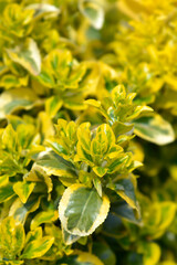 Japanes spindle Elegantissimus Aureus leaves