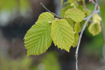 Common hazel Lombardii leaves