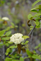 Viburnum Alleghany flowers