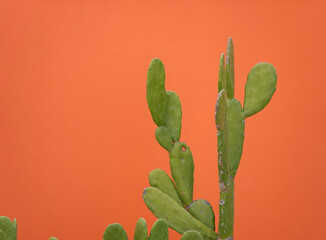 cactus in front of the orange wall