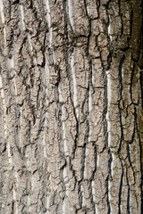 Fototapeta premium Candadian poplar tree bark detail