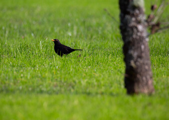 Common Blackbird, Turdus merula, on a grass field during winter, Braga, Portugal.