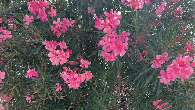 Pink flowers in the wind