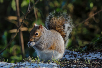 Naklejka na ściany i meble A stunning grey squirrel eating nuts in the forest after a heavy downfall of snow. This photograph was taken at Longton Nature Reserve in Preston, United Kingdom.