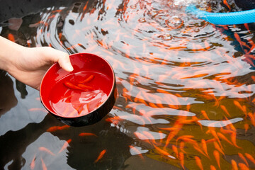 お祭りの金魚すくい