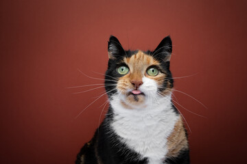 Chunky Calico Cat sticking out tongue, making funny face. Studio portrait on red background with copy space