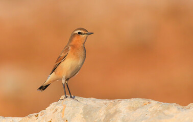 Fototapeta premium Northern Wheatear (Oenanthe oenanthe) is a common songbird in Asia, Europe, America and Africa. It lives in open and stony areas.