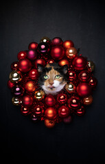 christmas cat portrait. Calico cat sticking head through red xmas bauble wreath on black background with copy space, funny face with tongue out