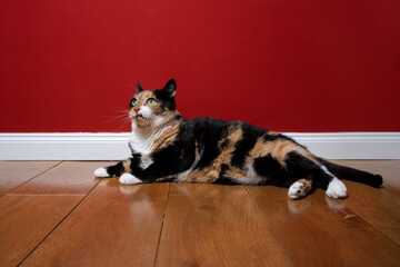 lazy overweight cat lying on wooden floor looking up in front of red wall with copy space