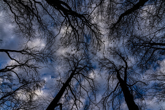 Black trees and dark sky with shadows and darkness
