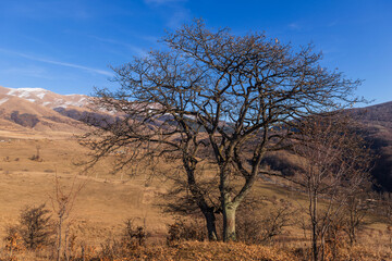 Landscape with alone oak tree, Armenia