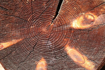 Wooden rings for the background