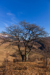 Fototapeta na wymiar Landscape with alone oak tree, Armenia